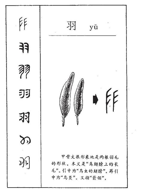 木字旁羽|木字旁加一个羽毛的羽是什么字